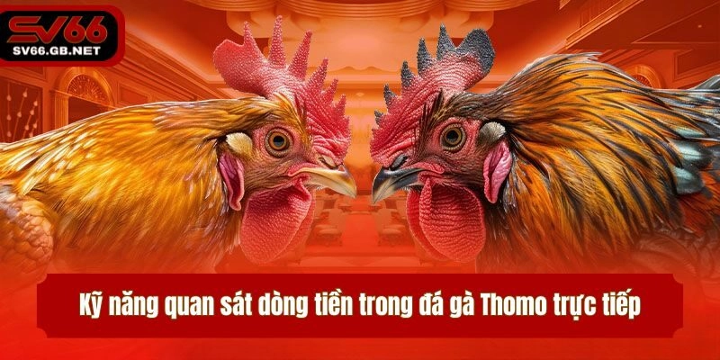 Kỹ năng quan sát dòng tiền trong đá gà Thomo trực tiếp